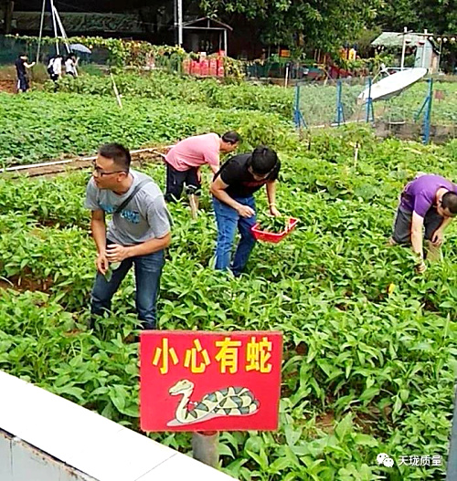 蔬菜采摘.jpg 蔬菜采摘.jpg