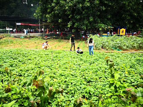 采摘.jpg 采摘.jpg