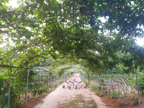 深圳坪山九龍生態(tài)園是怎么消費的？有車接送嗎？